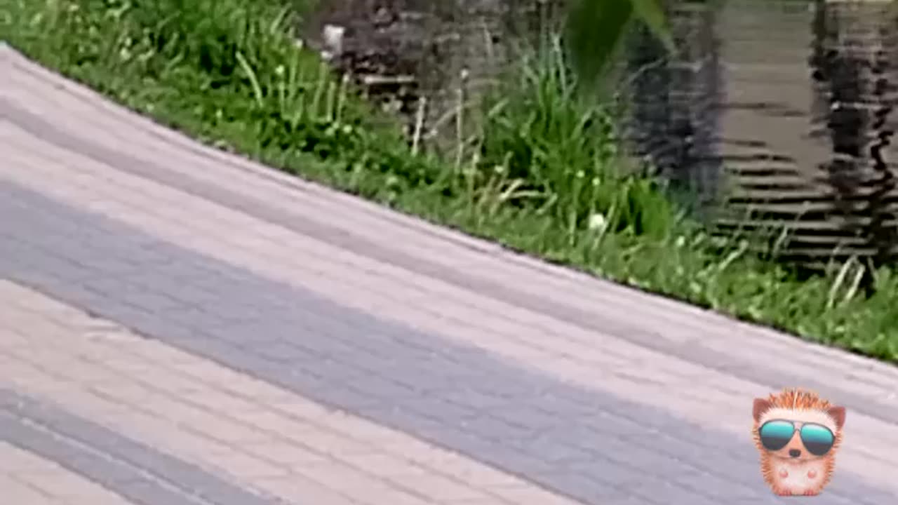 Husky Jumps Into Water For Ducks - Watch Now!