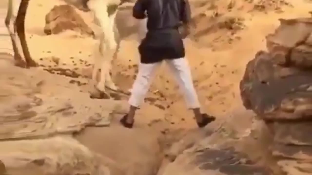 Calf camel Help