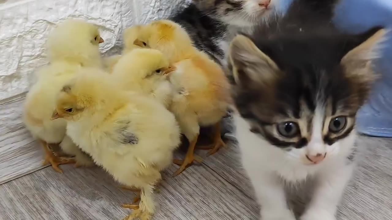 Kittens & Chicks.