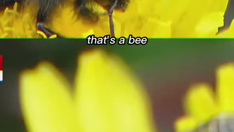 Piers Morgan: Do You Eat Avocados🥑And Almonds🥜And Not Care About BEES🐝