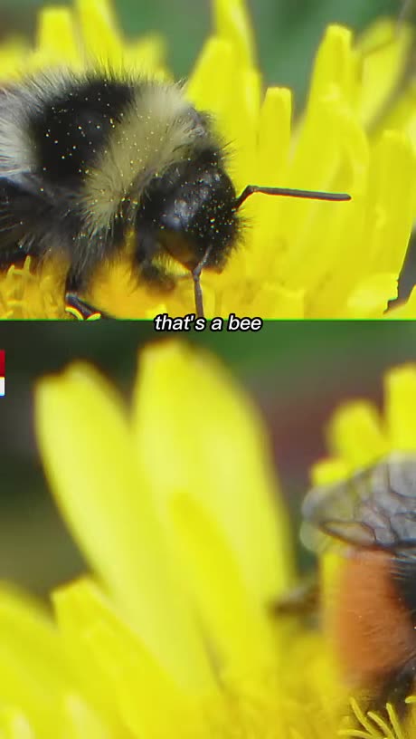 Piers Morgan: Do You Eat Avocados🥑And Almonds🥜And Not Care About BEES🐝