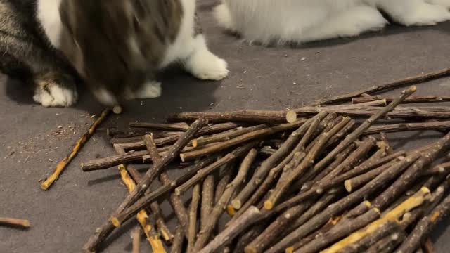 The bunny is chewing while the dryer is running