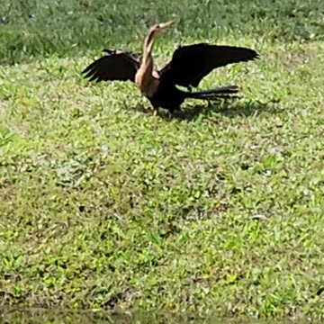 Anhinga 3