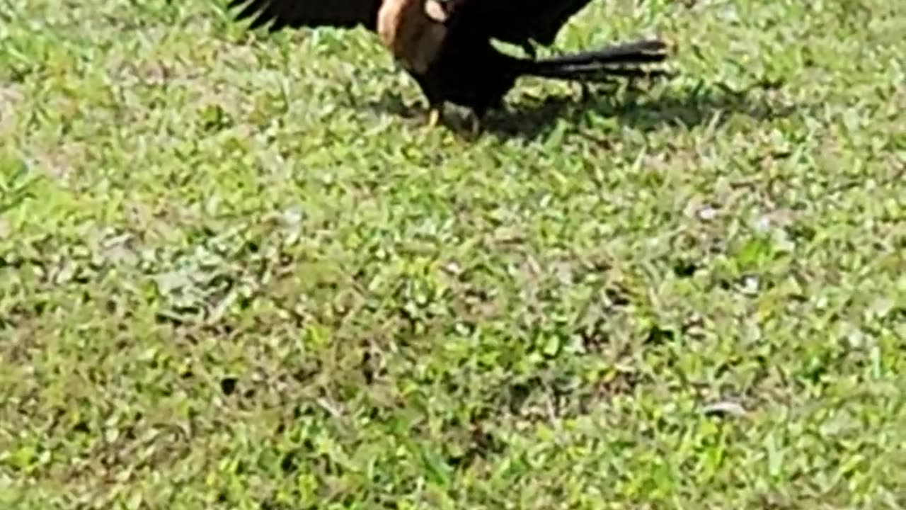 Anhinga 3
