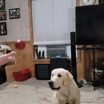 Golden retriever playing catch with her favorite ball
