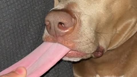 Pulling His Tongue While Deep Asleep