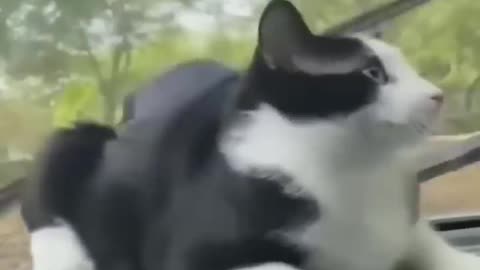 Funny Animal Video