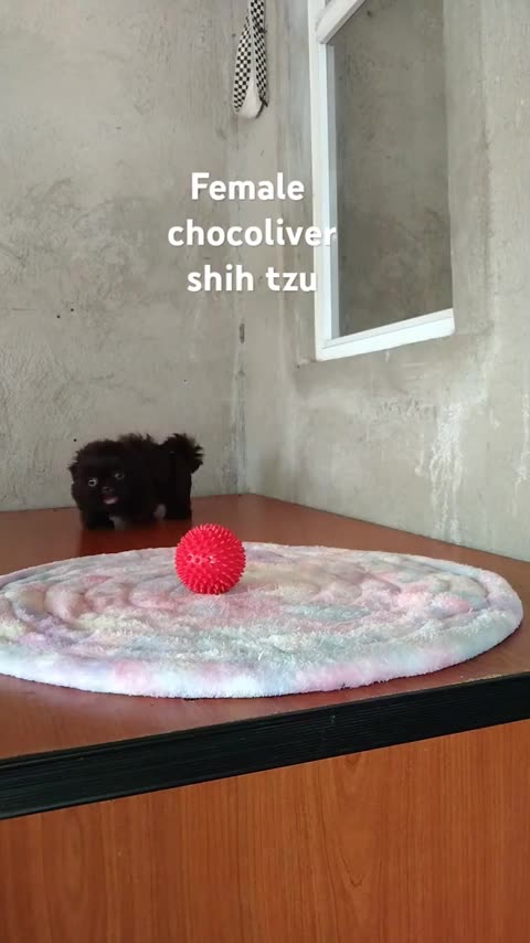 Neuro-Thrive: Your Natural Brain Boost for Focus, Memory, and Cognitive Health BUY NOW AND SAVE