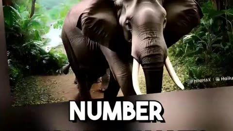 🐘 Giant Minds & Big Hearts: 5 Cool Elephant Facts! #28