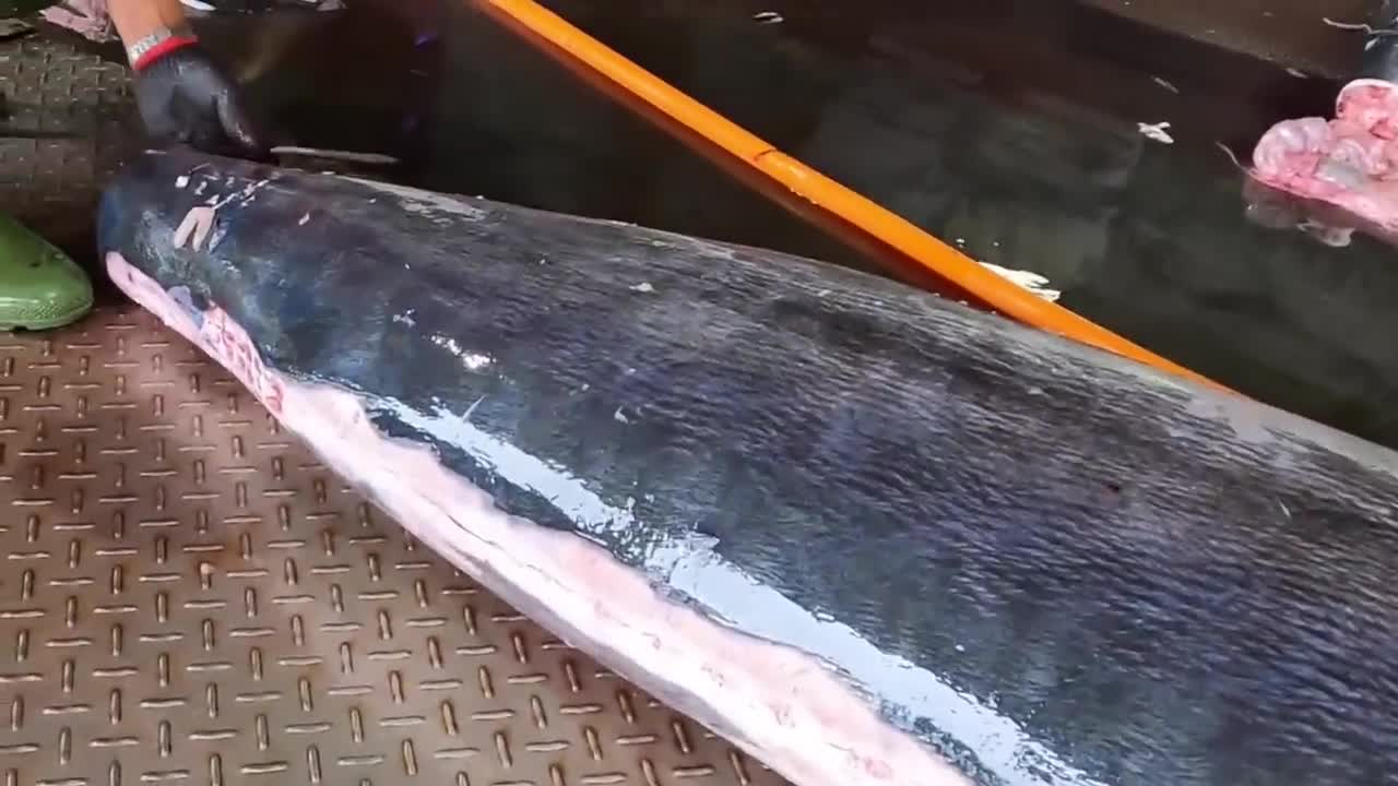 Catching Cutting And Preparing Giant Blue Marlin