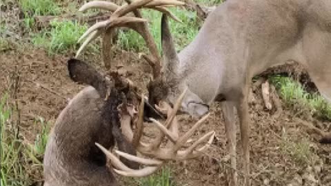 Two GAINT WHITETAILS with locked Antlers