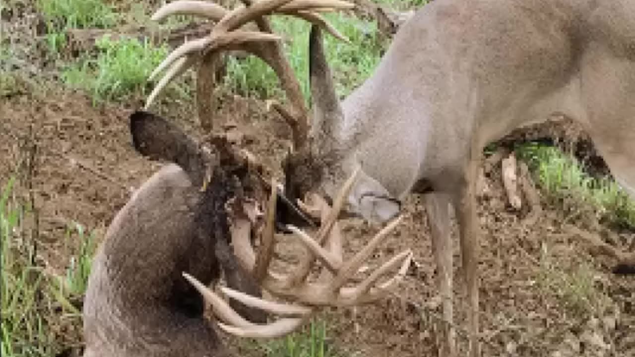 Two GAINT WHITETAILS with locked Antlers