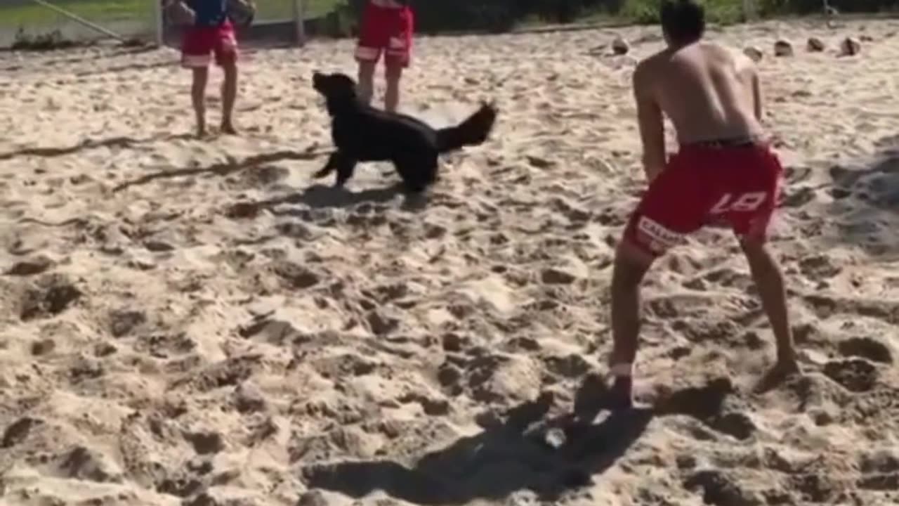 Ever see a dog play volleyball? Unbelievable!