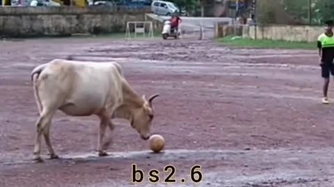 Cow playing footbal