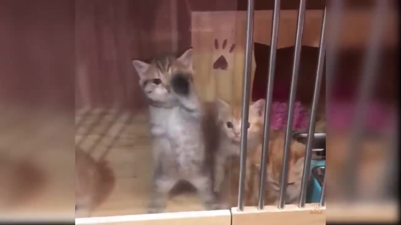 Baby Cats - Cute and Funny Cat Videos Compilation #57