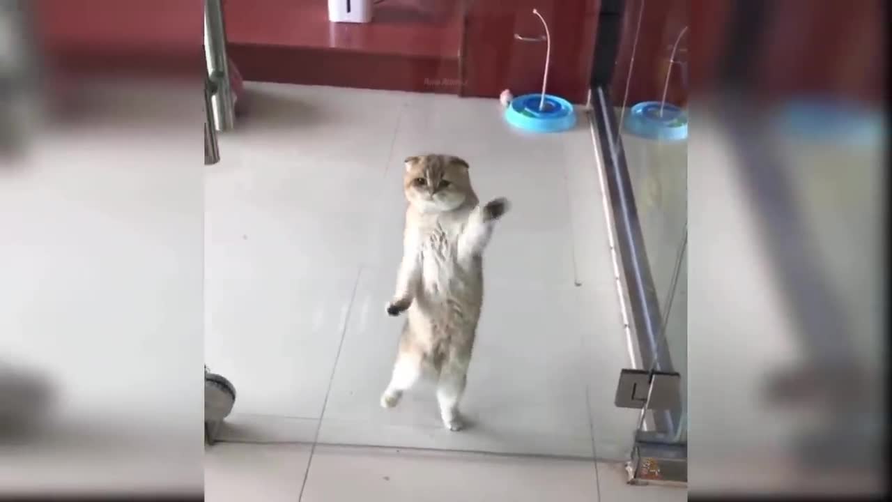 Baby Cats - Cute and Funny Cat Videos Compilation #16 | Aww Animals