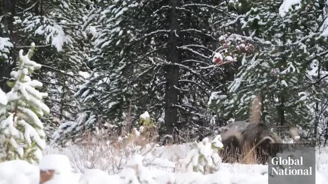 Don't mess with "The Boss": a photographer's encounter with Banff's toughest grizzly bear