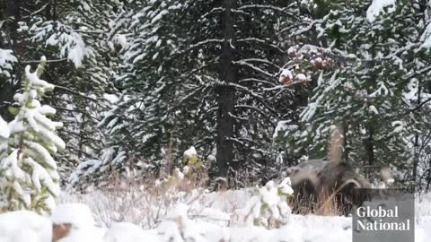 Don't mess with "The Boss": a photographer's encounter with Banff's toughest grizzly bear