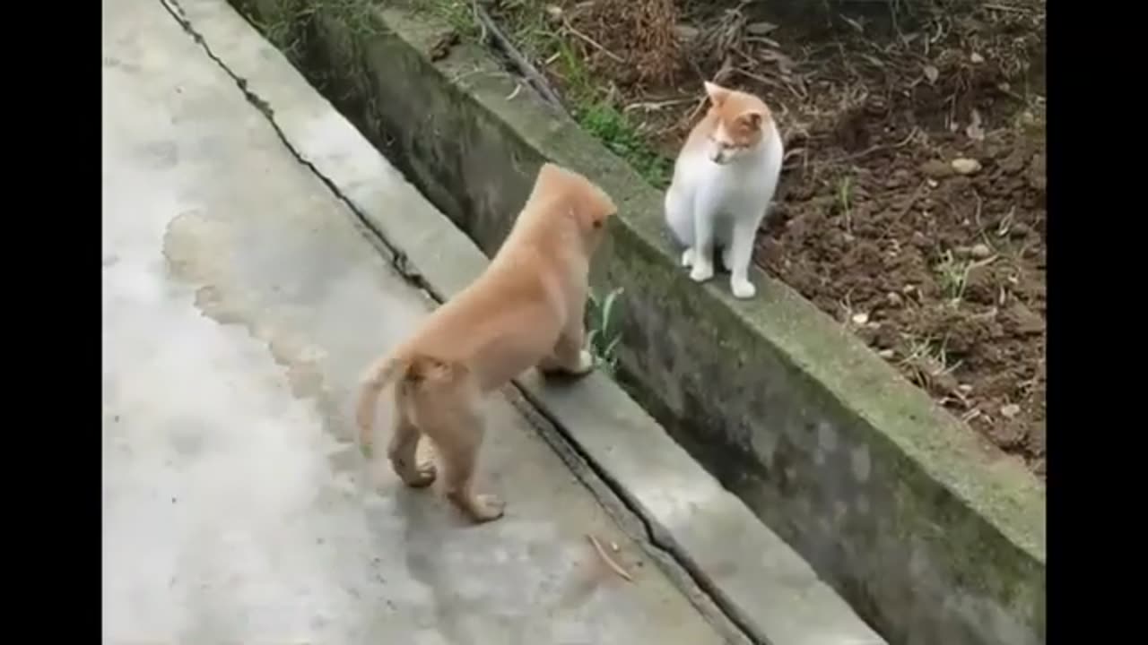 Funny cats and dogs funny video to capture the camera