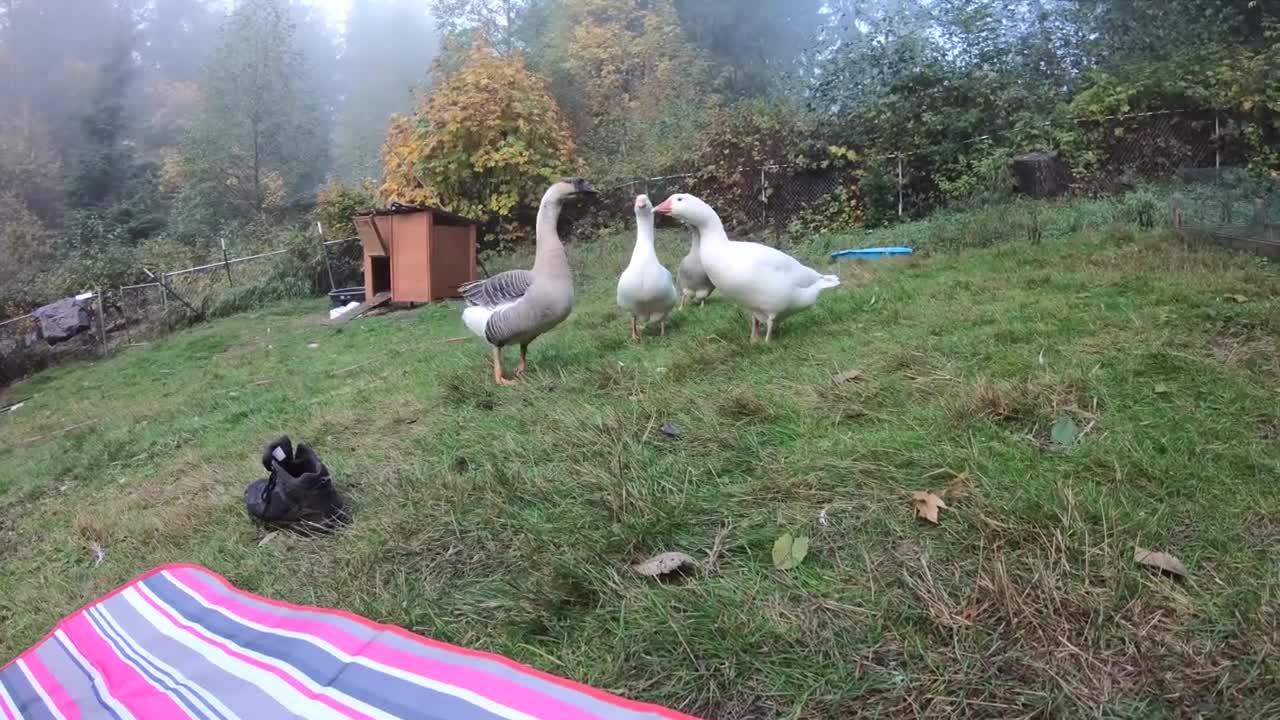 Pet Goose Hugs his Owner but Attacks Everyone Else