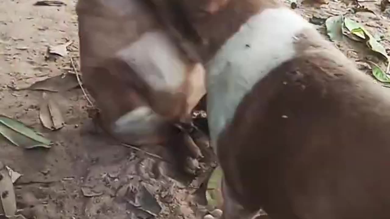 Cute dogs#shorts