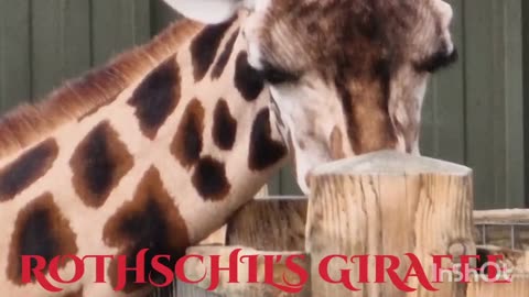 Rothschild's Giraffe