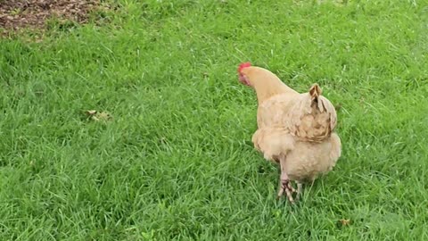 OMC! Happy chicken but why did she run away!? 😁🤔🐔💖#chickens #question #runaway #hens #shorts #viral