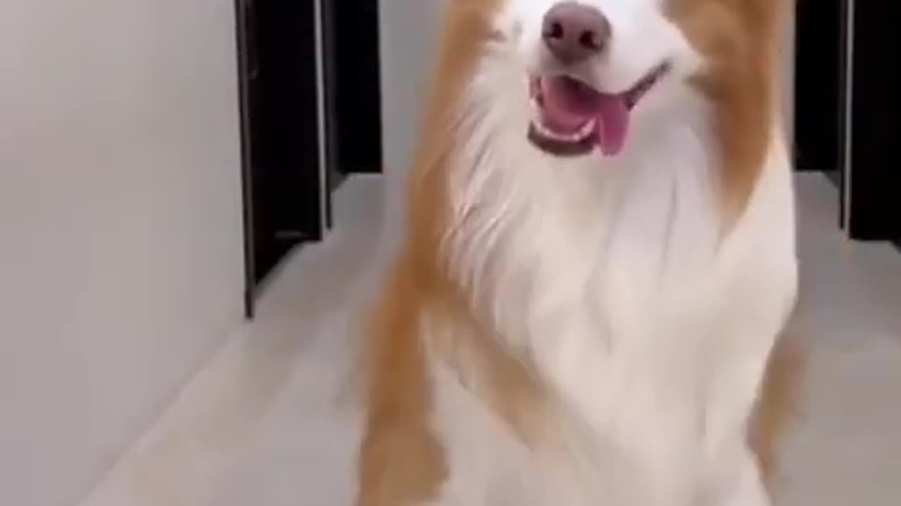 Funny dog dancing funny dog video