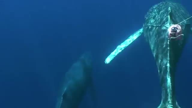 Disentangling a Humpback Whale