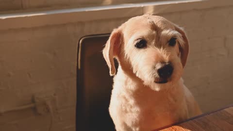 The longing for life should be accompanied by pets