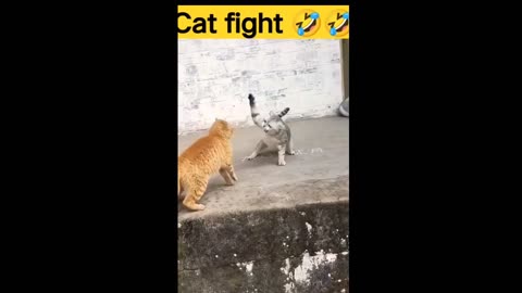 Cat fight 👑 😍 🐱💥🐱🎇#animals #rumble