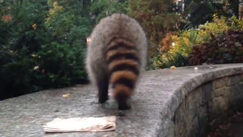 Friendly raccoon at Central Park NYC