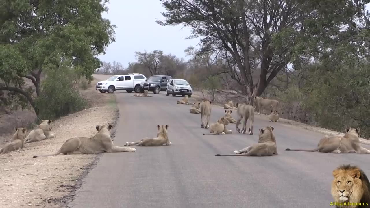 Largest Lion Pride Ever Blocking Road In Kruger Park