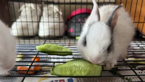 Do they Love Carrots or Cucumber?