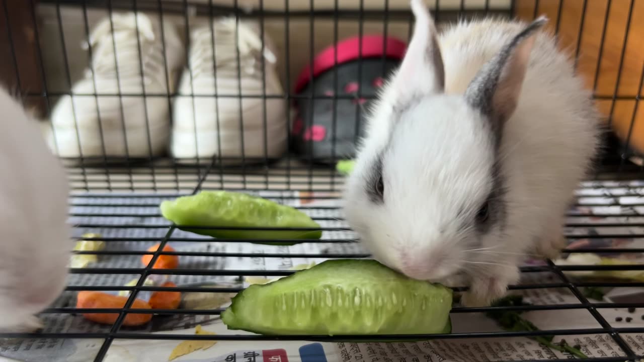 Do they Love Carrots or Cucumber?