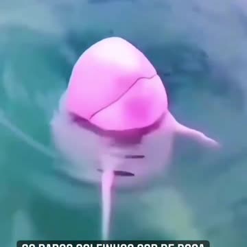 pink dolphins 🐬