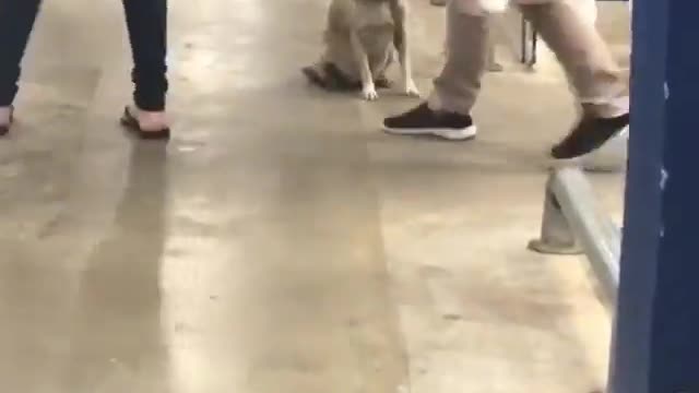 Friendly Dog Waves Goodbye to Supermarket Shoppers
