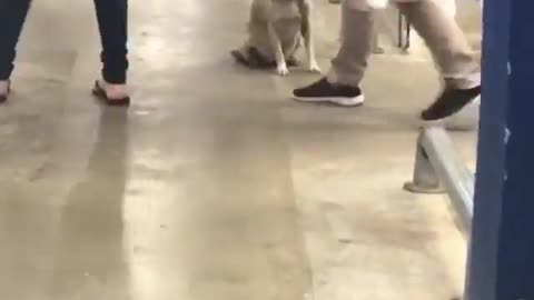 Friendly Dog Waves Goodbye to Supermarket Shoppers