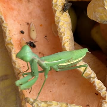 My Praying Mantis