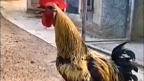 Singing chicken