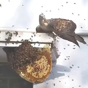 Honey Buzzard hunts honey bees nest 😳