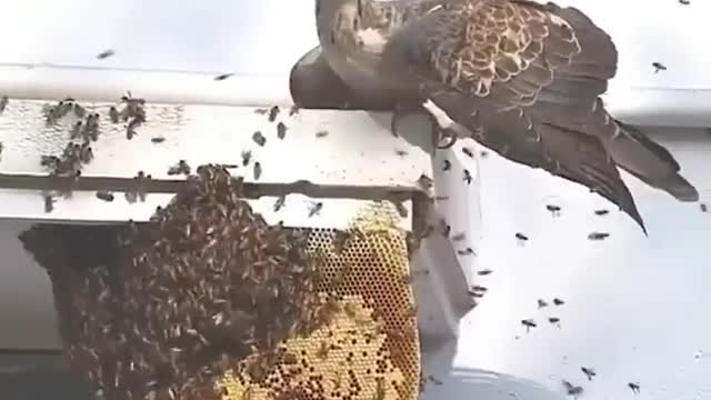 Honey Buzzard hunts honey bees nest 😳