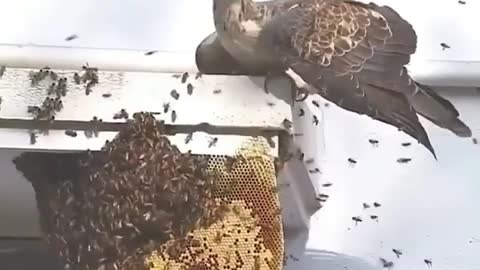 Honey Buzzard hunts honey bees nest 😳