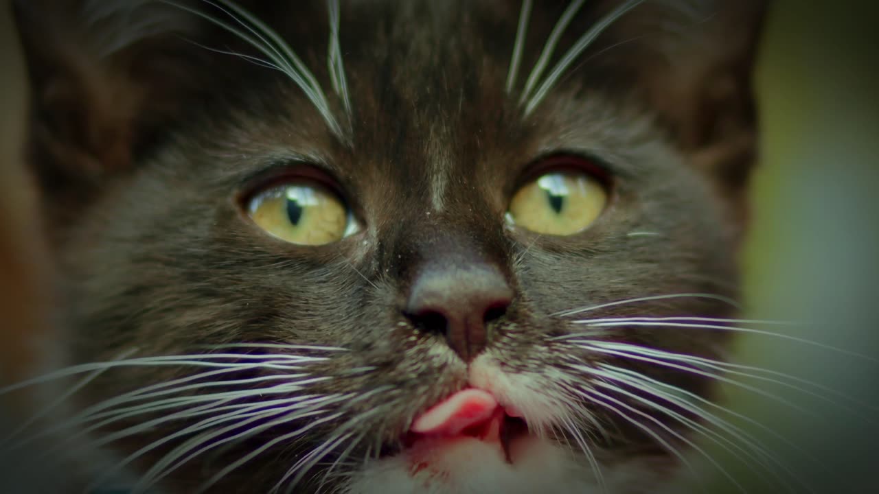 best funny cat videos