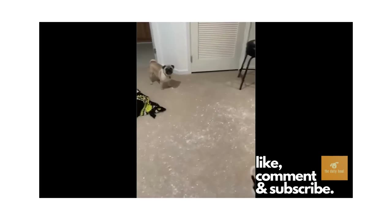 FUNNY DOGS ARE THE BEST DOGS