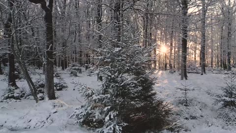 Nature beauty snow