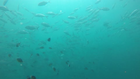 fishes underwater in thailand jackfish