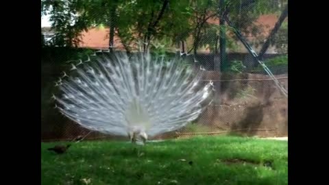 Kinds of peacocks with all their beauty