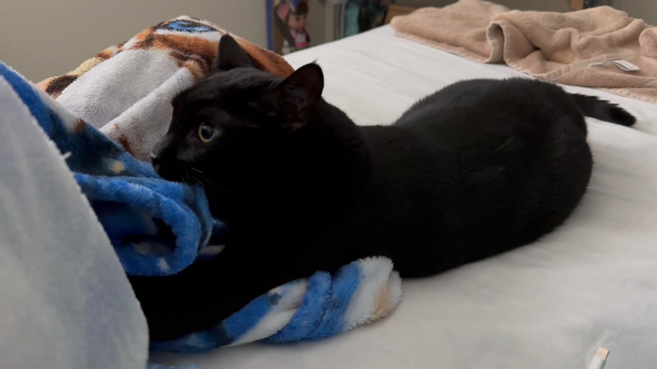 Adopting a Cat from a Shelter Vlog - Cute Precious Piper is Being a Long Kitten