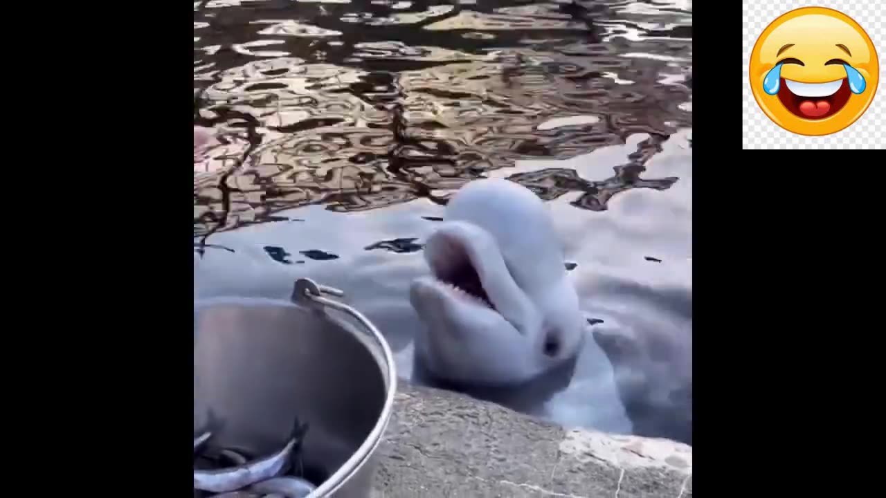 Aww Cute Baby Animals Videos Compilation | Funny and Cute Moment of the Animals #37 Rooter